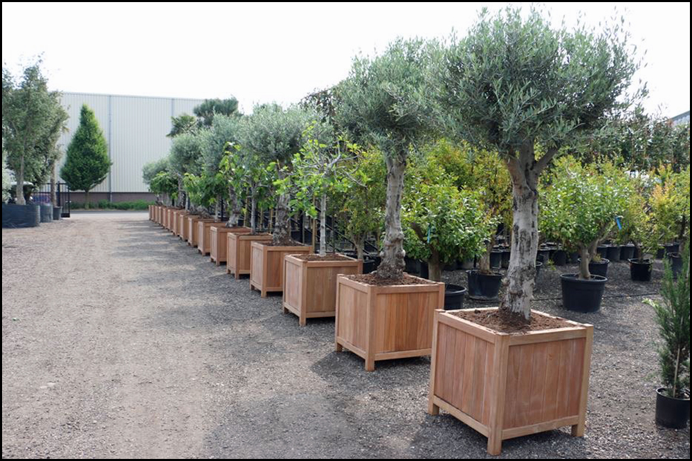 ADEZZ Valencia Extra-Large Hardwood Square Garden Planter