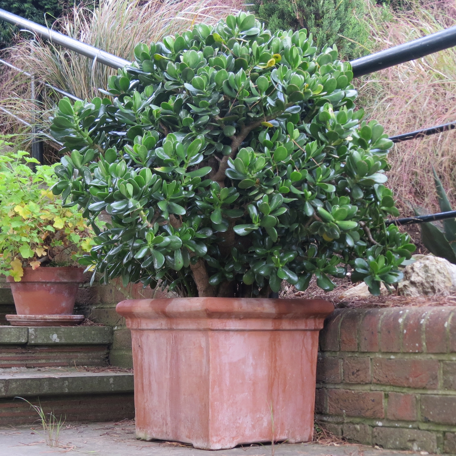 Terracotta Square Planter